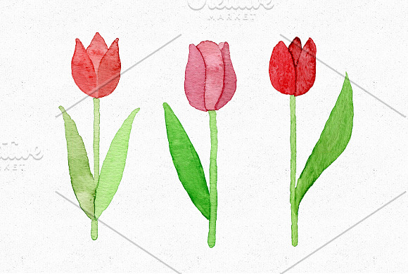 3 Watercolor tulips in Illustrations - product preview 1