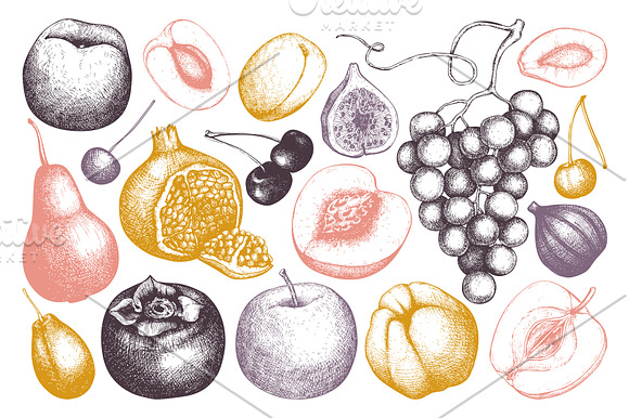 Summer Fruits Sketch Collection in Illustrations - product preview 1