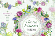 Thistle flowers collection PNG set