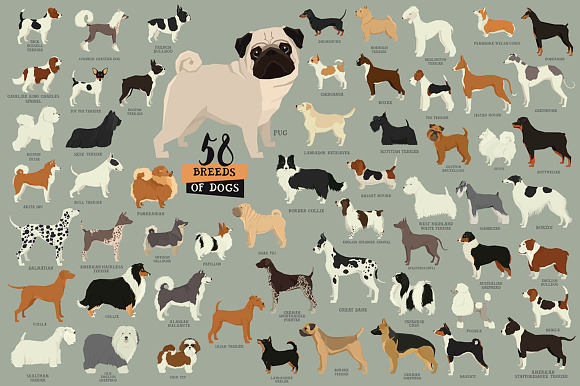 Dog breeds in Graphics - product preview 3