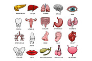 Human organ, body part, bone and joint icon set