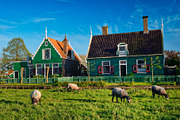 Sheeps grazing near farm houses in the museum village of Zaanse