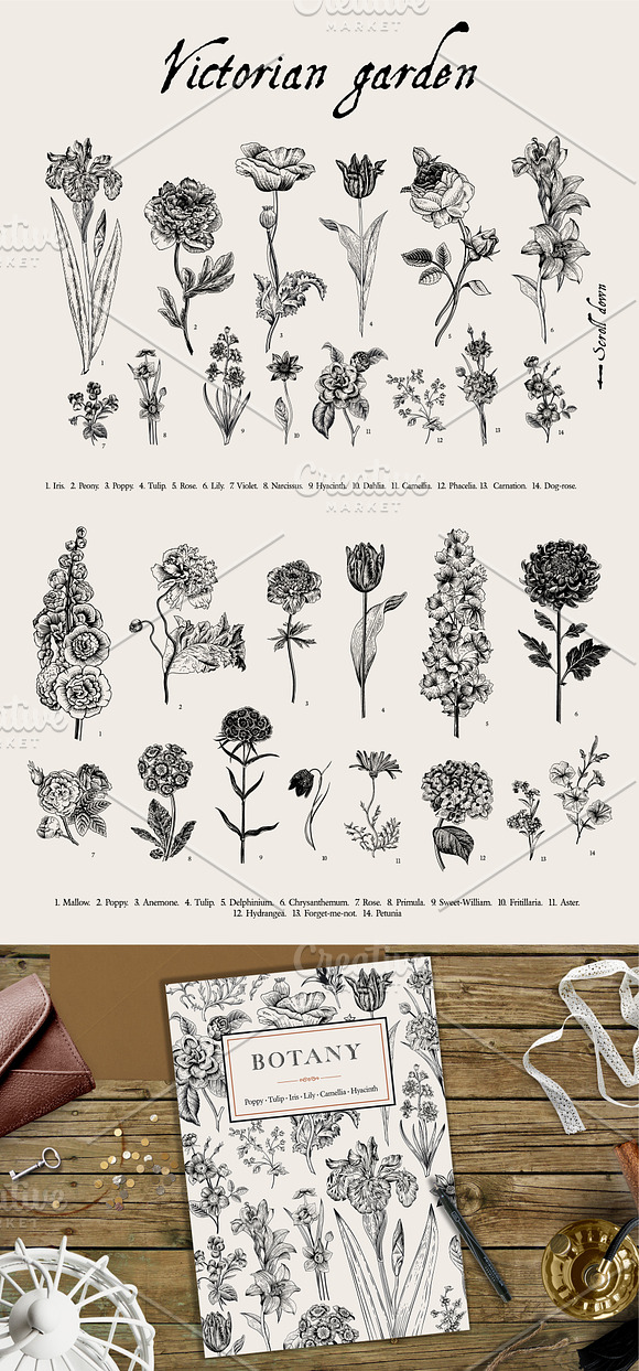 Botany. Victorian garden. B&W in Illustrations - product preview 4
