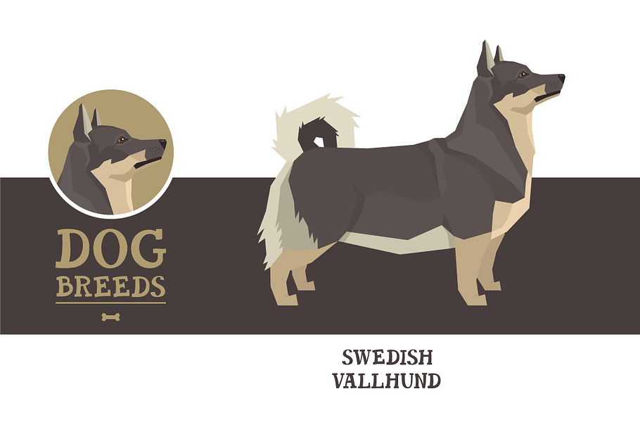 Dog breeds Swedish Vallhund