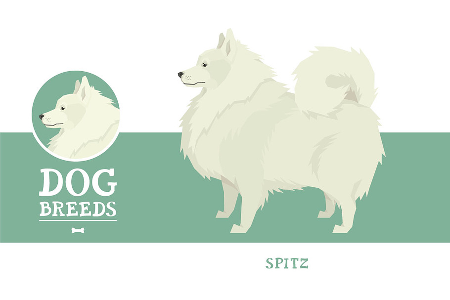Dog breeds Spitz in Objects - product preview 8