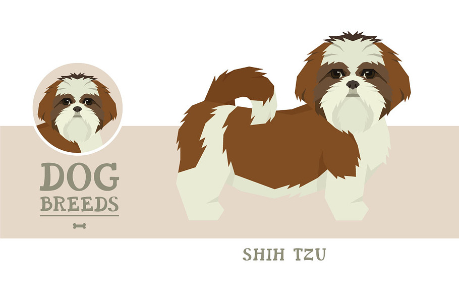Dog breeds Shih Tzu in Objects - product preview 8