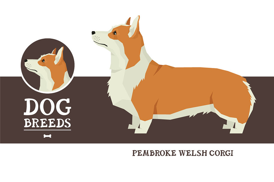 Dog breeds Pembroke Welsh Corgi in Objects - product preview 8
