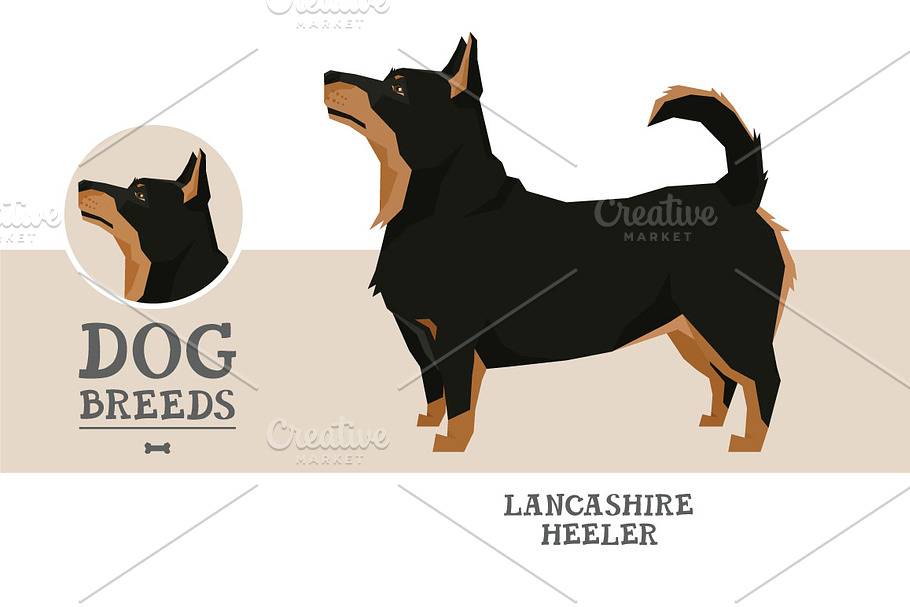 Dog breeds Lancashire Heeler in Objects - product preview 8
