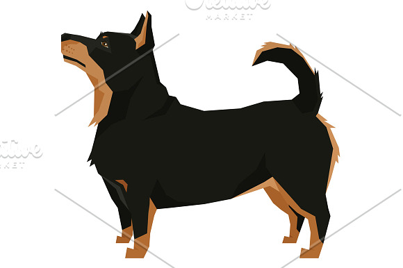 Dog breeds Lancashire Heeler in Objects - product preview 1