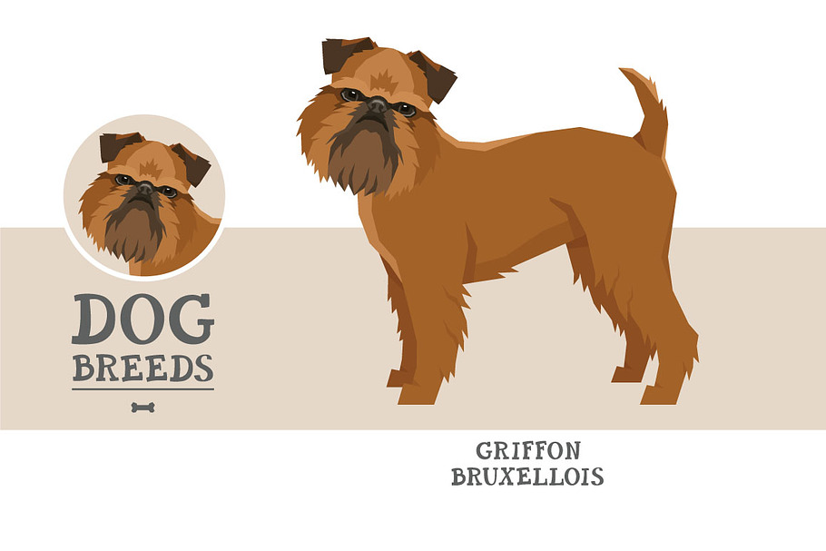 Dog breeds Griffon Bruxellois in Objects - product preview 8