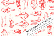 180 Skulls Study Vector