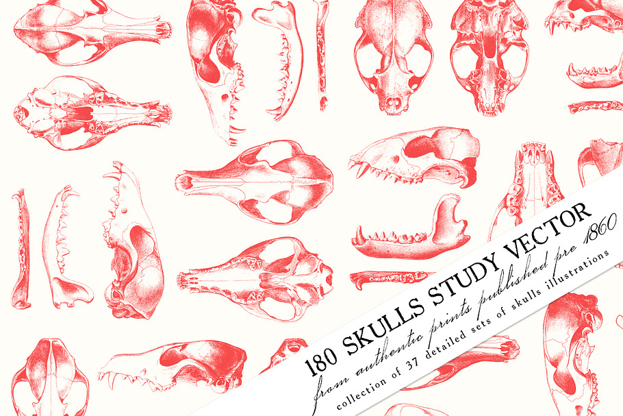 180 Skulls Study Vector in Illustrations - product preview 8