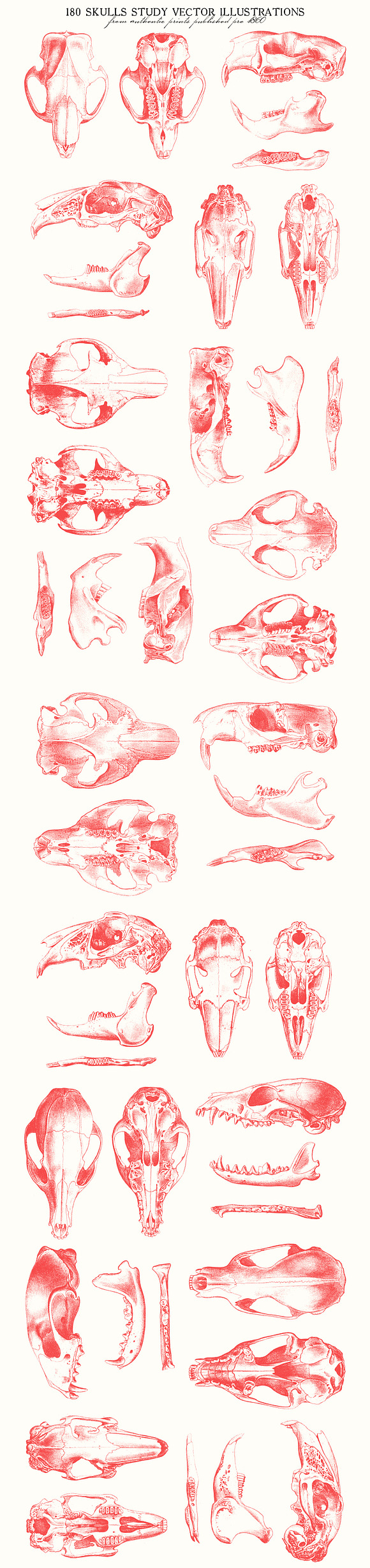 180 Skulls Study Vector in Illustrations - product preview 4