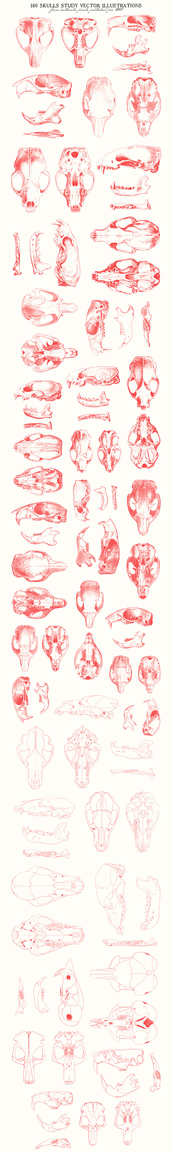 180 Skulls Study Vector in Illustrations - product preview 5