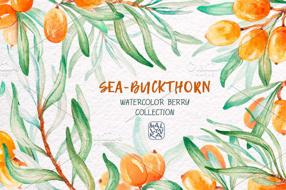 Sea-buckthorn, watercolor collection in Illustrations - product preview 8