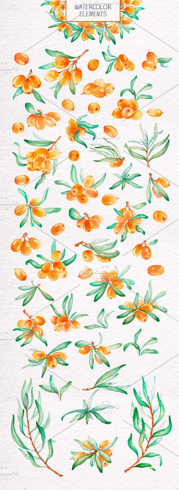 Sea-buckthorn, watercolor collection in Illustrations - product preview 1