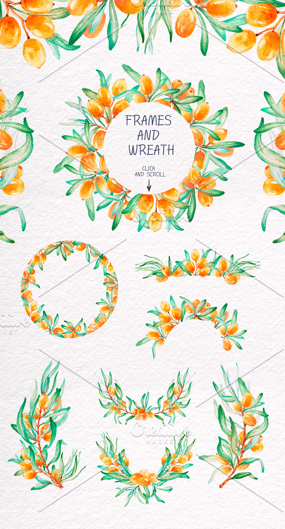 Sea-buckthorn, watercolor collection in Illustrations - product preview 2