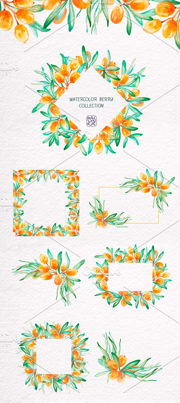 Sea-buckthorn, watercolor collection in Illustrations - product preview 3