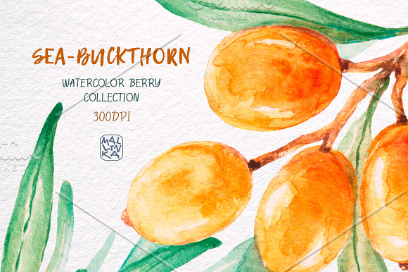 Sea-buckthorn, watercolor collection in Illustrations - product preview 4