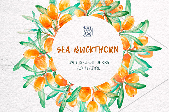 Sea-buckthorn, watercolor collection in Illustrations - product preview 6