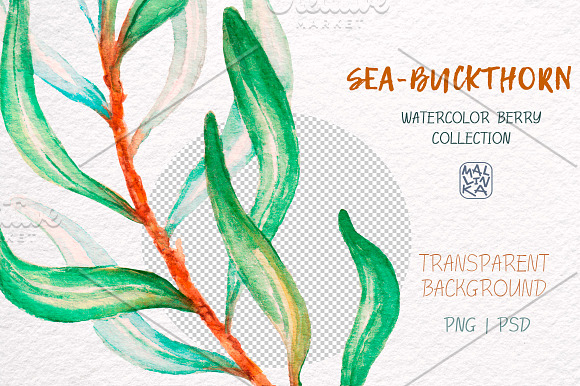 Sea-buckthorn, watercolor collection in Illustrations - product preview 7