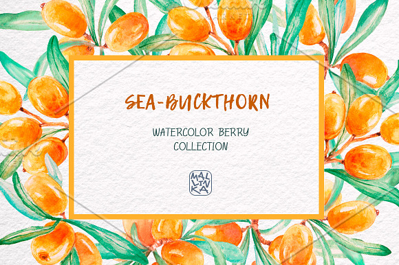 Sea-buckthorn, watercolor collection in Illustrations - product preview 9