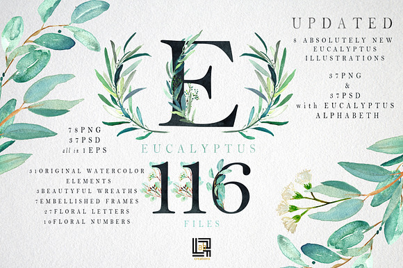 Eucalyptus. Watercolor clipart. in Illustrations - product preview 8