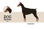 Dog breeds Doberman
