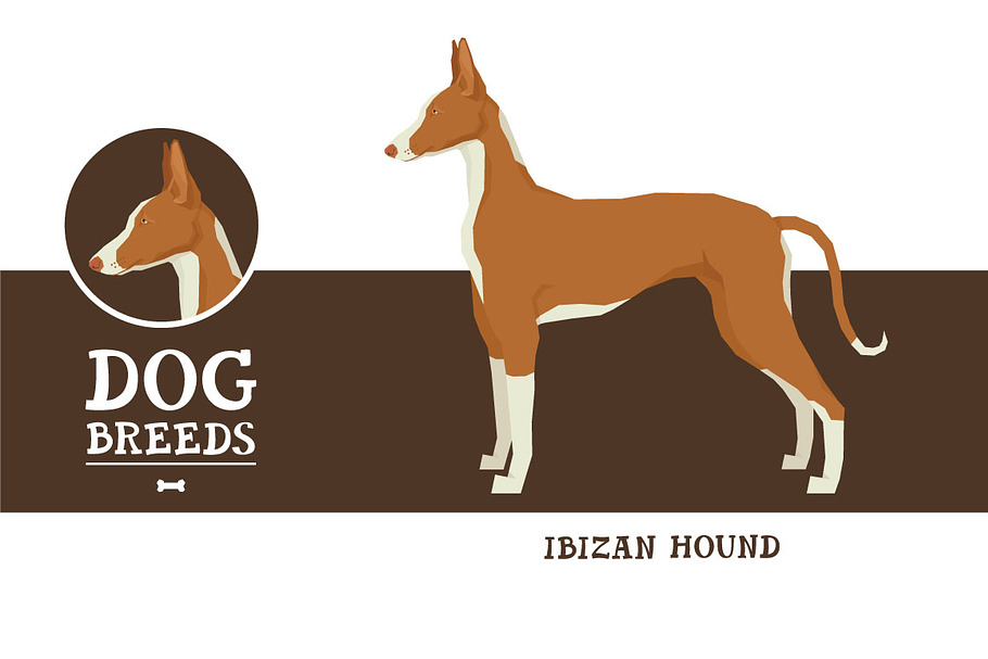 Dog breeds Ibizan Hound in Objects - product preview 8