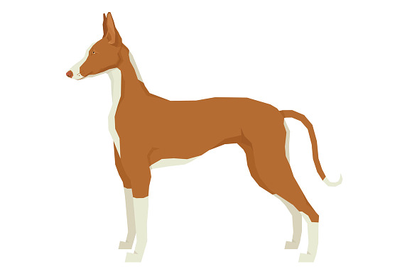 Dog breeds Ibizan Hound in Objects - product preview 1
