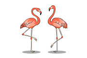 Pink flamingo bird pop art vector illustration