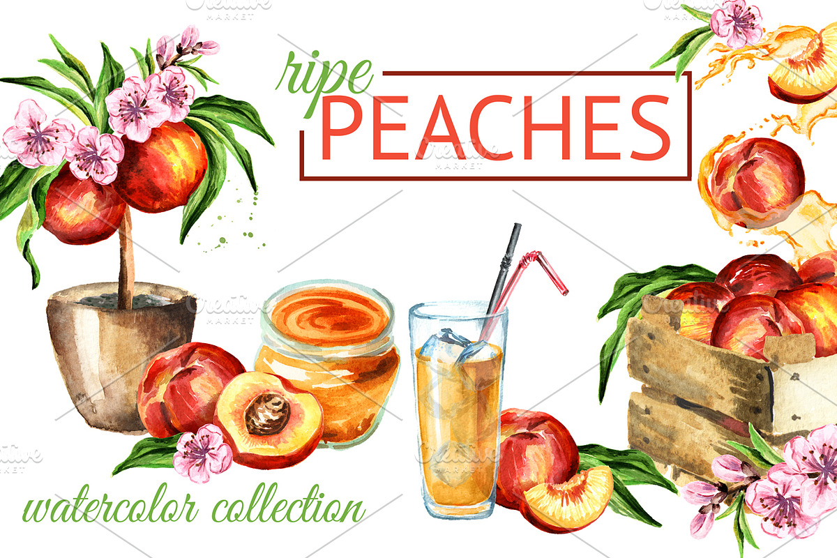 Peaches. Watercolor collection in Illustrations - product preview 8