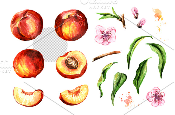 Peaches. Watercolor collection in Illustrations - product preview 1