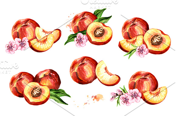 Peaches. Watercolor collection in Illustrations - product preview 2