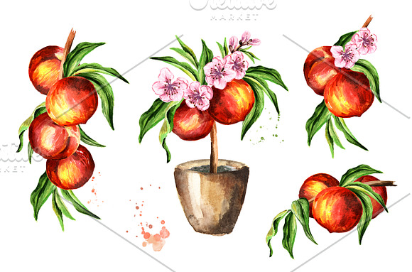 Peaches. Watercolor collection in Illustrations - product preview 3