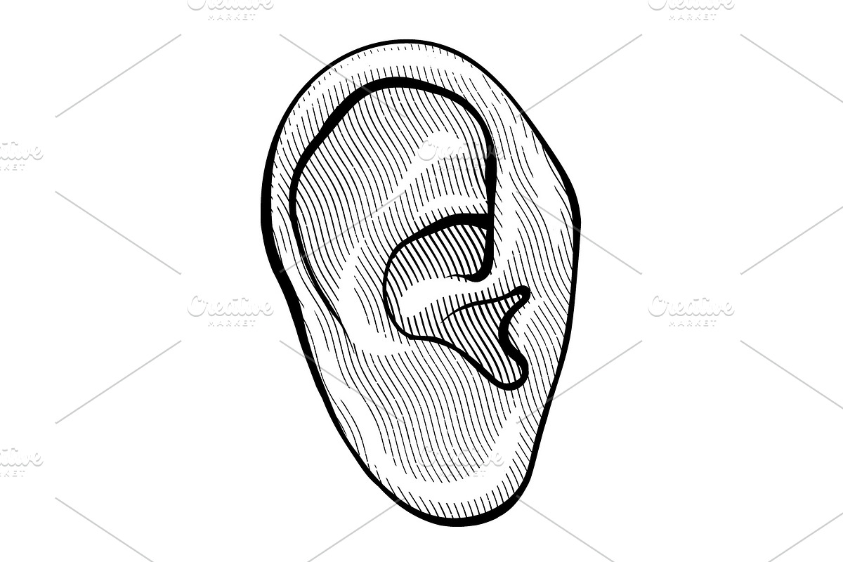 Human ear in engraved style in Illustrations - product preview 8