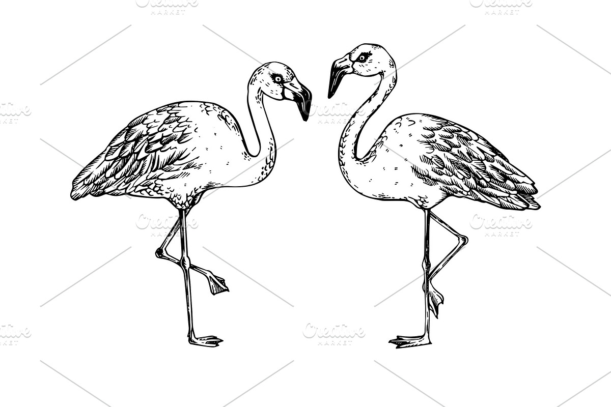 Flamingo bird engraving vector illustration in Illustrations - product preview 8