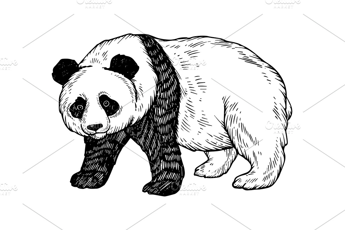 Panda bear engraving vector illustration in Illustrations - product preview 8