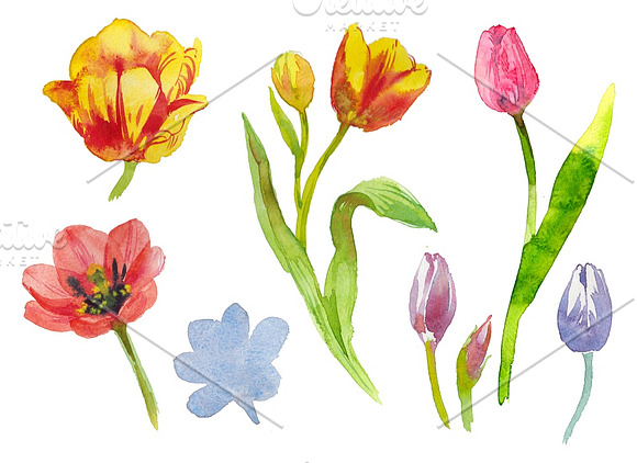 Watercolor painted flowers pack in Illustrations - product preview 1
