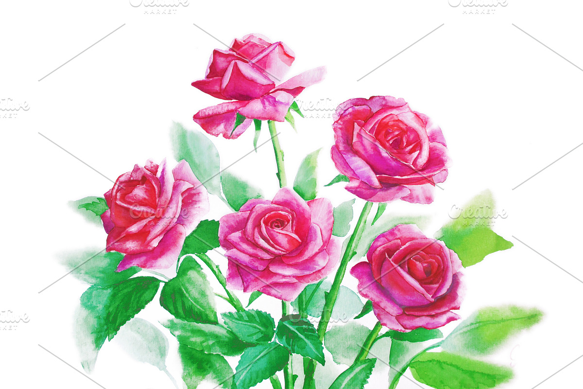Bouquet of pink roses - watercolor in Illustrations - product preview 8