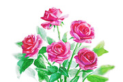Bouquet of pink roses - watercolor