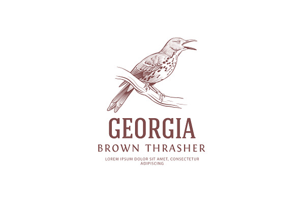 Vintage Logo: Brown Thrasher Bird