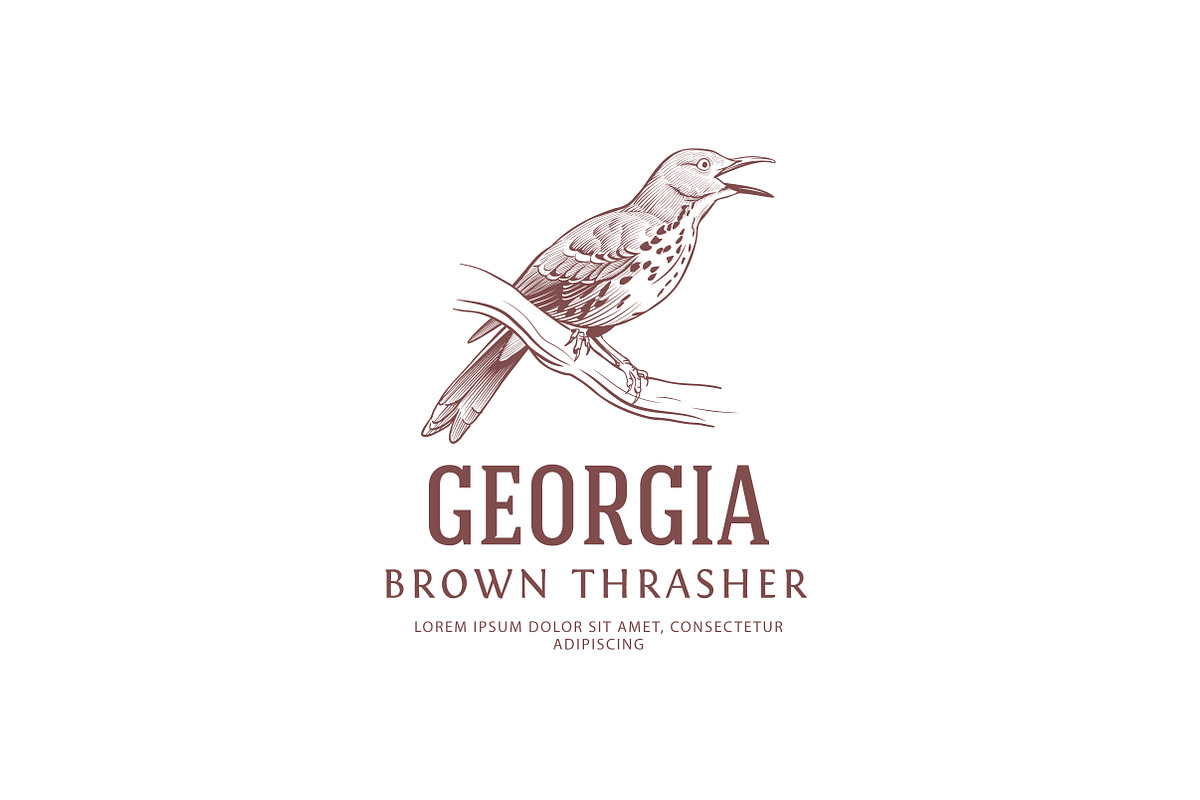Vintage Logo: Brown Thrasher Bird in Logo Templates - product preview 8