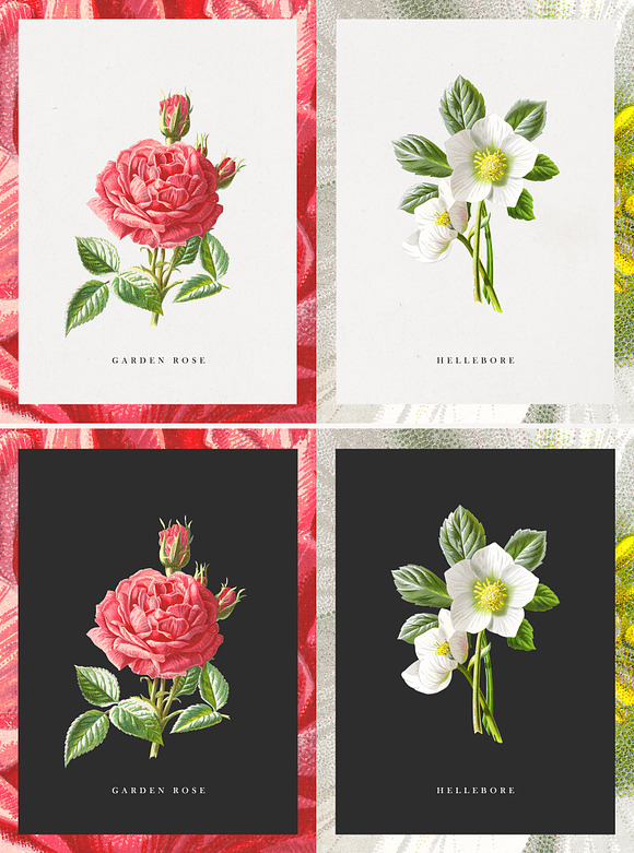 The Botanist - Flower Illustrations in Illustrations - product preview 1