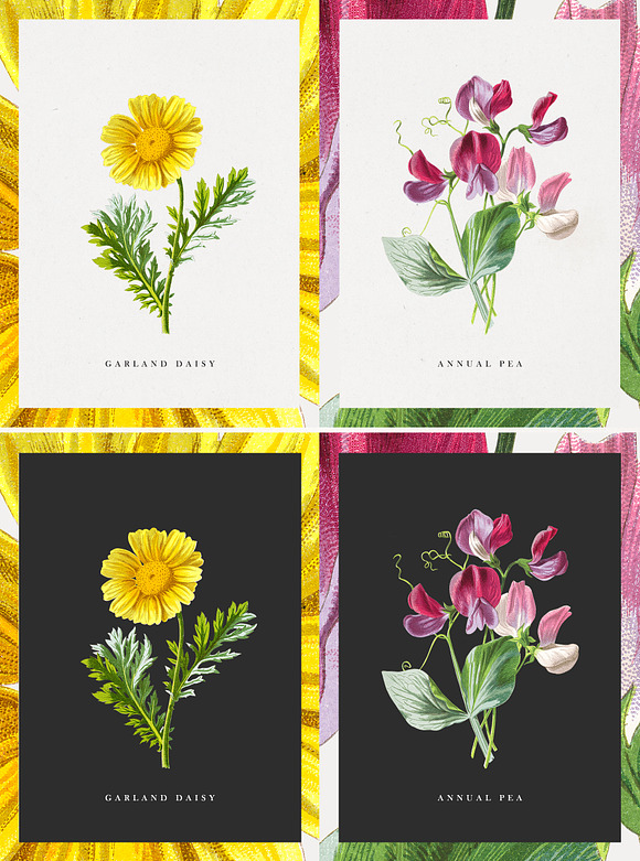 The Botanist - Flower Illustrations in Illustrations - product preview 2