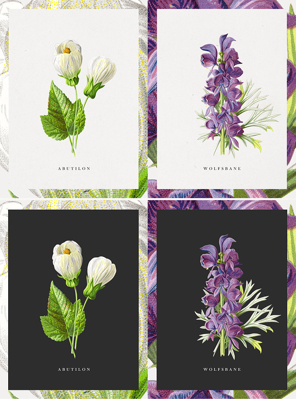 The Botanist - Flower Illustrations in Illustrations - product preview 3