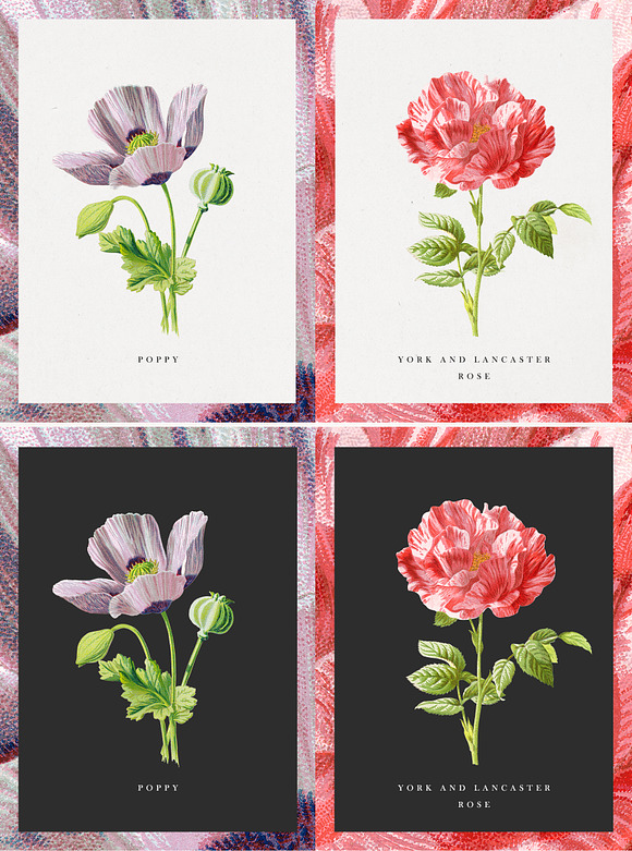 The Botanist - Flower Illustrations in Illustrations - product preview 5