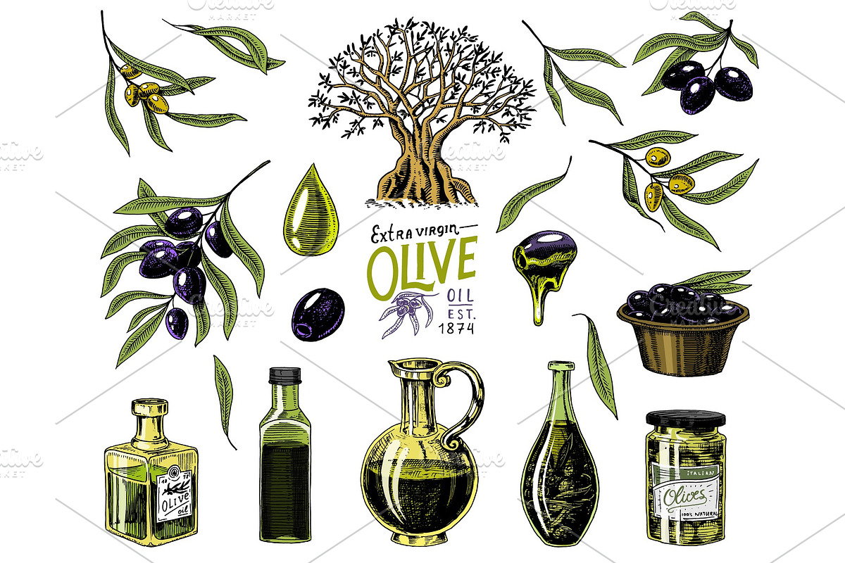 Set of Olive oil and branch of trees. Organic vegetarian product in bottle. Green plant for healthy diet. Black fruit for cooking food. Engraved hand drawn in old vintage sketch. Vector illustration. in Illustrations - product preview 8