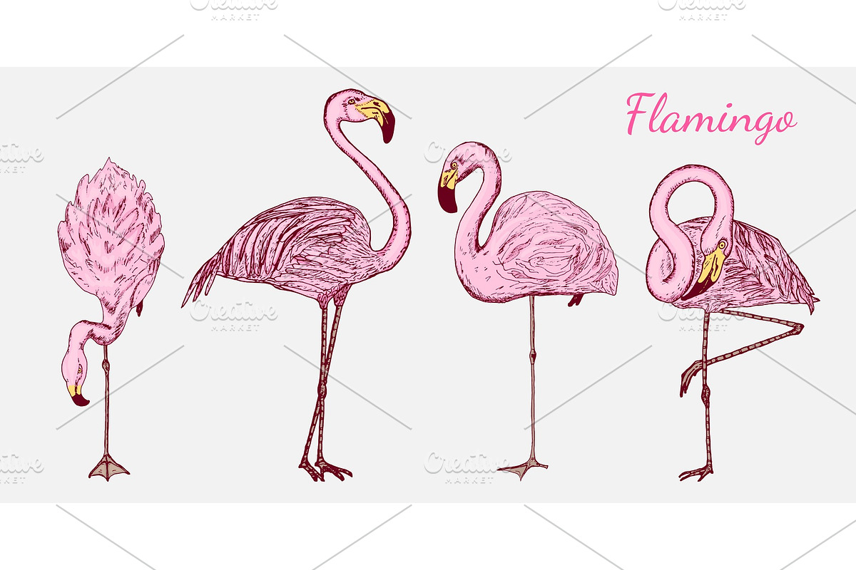 Pink flamingo. Hand drawn vector birds, sketch graphic vintage style, phoenicopteridae. Tropical animal. in Illustrations - product preview 8