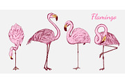 Pink flamingo. Hand drawn vector birds, sketch graphic vintage style, phoenicopteridae. Tropical animal.